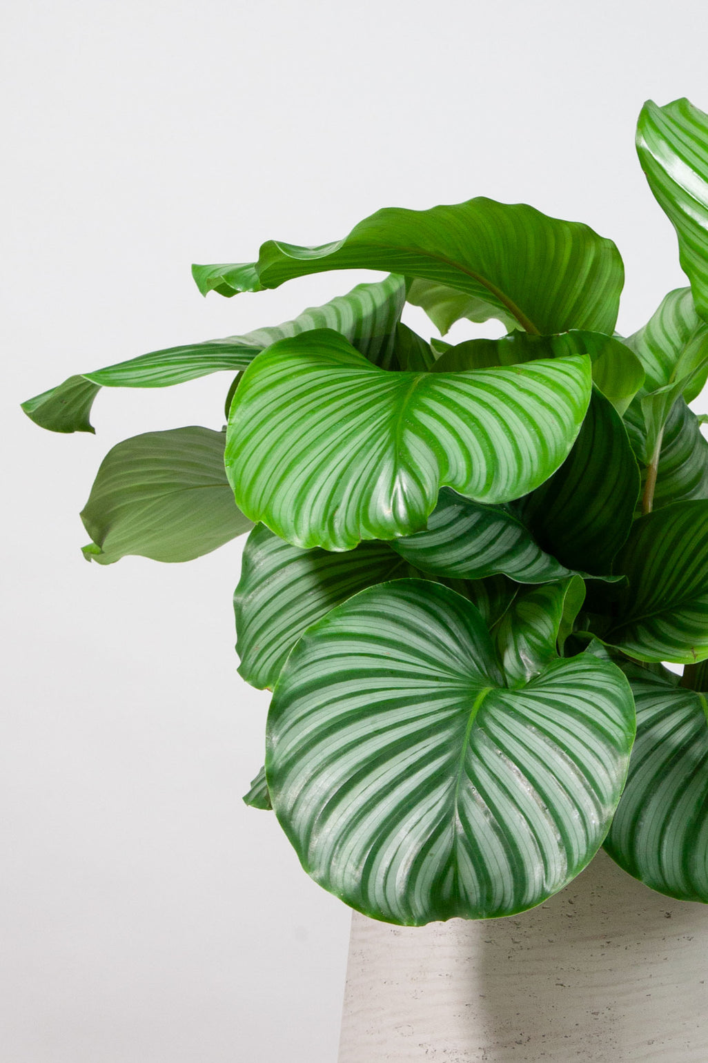 files/IndoorPlants-StudioShots13.11.2023-519.jpg